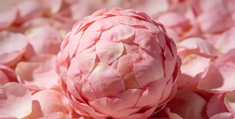 乳腺/卵巢癌靶向120基因检测及PDL122C3表达检测套餐（组织）图2